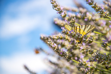 Fototapeta premium Butterfly on purple lavender blooms, France, post card