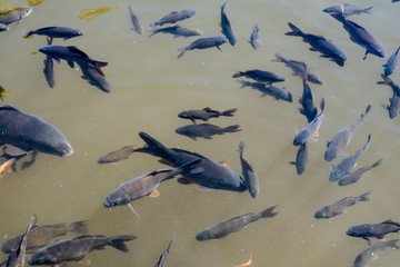 Japanese Fancy crap or koi fish black color in pond at north of thailand