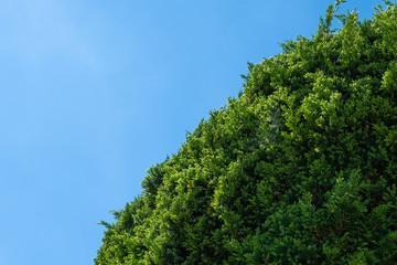 Pine bush with blue sky background