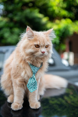 Obraz premium Cute cat with tie on the car loop