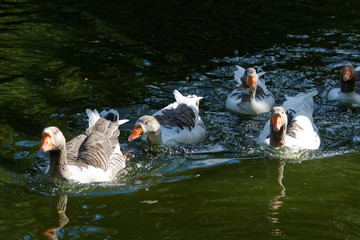 Kaczki na jeziorze w parku w Belo Horizonte, Brazylia © Miroslaw