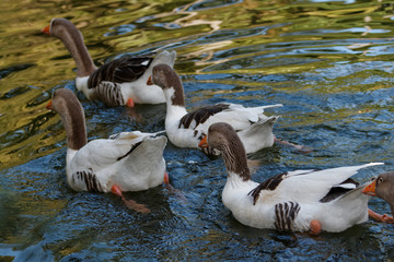Kaczki na jeziorze w parku w Belo Horizonte, Brazylia © Miroslaw