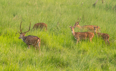 Sika or spotted deers herd in the elephant grass