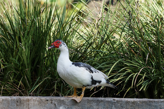 Kacka w parku