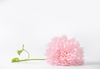 Pastel pink flower on white background, with copy space can used for greeting, nature, garden or...