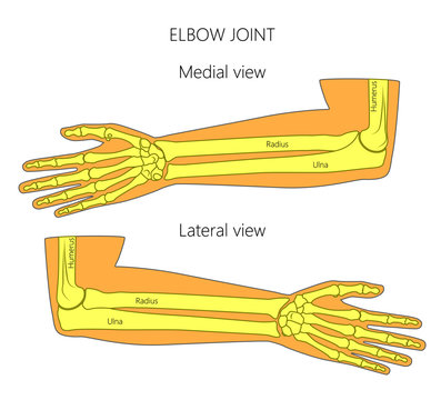Vector illustration of a human elbow joint anatomy. Medial and lateral view of the bones of the arm. For advertising, medical publications
