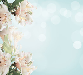 White flowers on light blue background with green leaves and bokeh. Abstract floral background. Spring nature