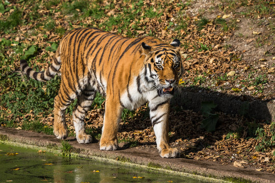 Tiger - Panthera tigris