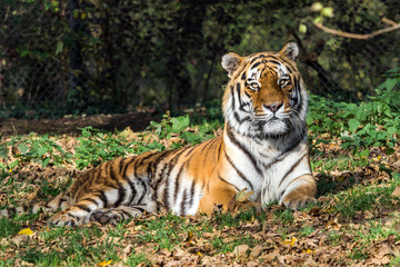 Tiger - Panthera tigris