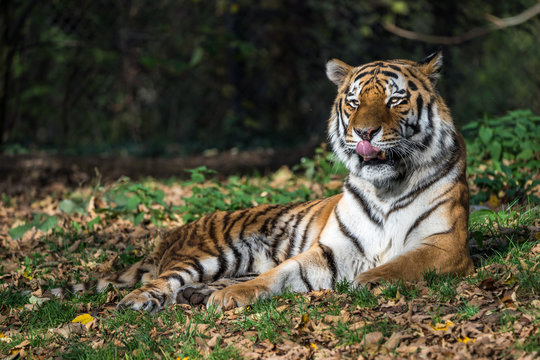 Tiger - Panthera tigris