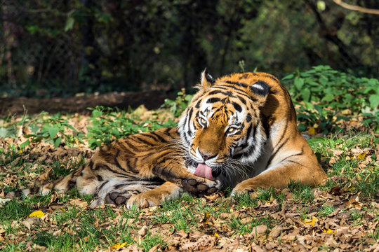 Tiger - Panthera tigris