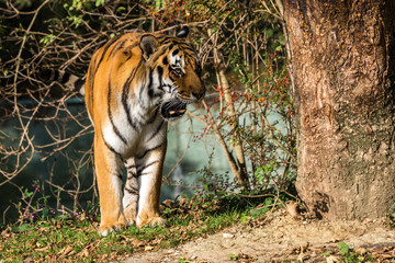 Tiger - Panthera tigris