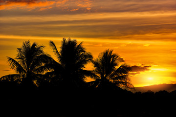 Fototapeta premium silhouette tree sunset coconut tree tropical plant tree on sunset Silhouette coconut palm trees on beach