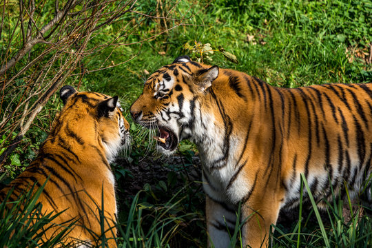 Tiger - Panthera tigris
