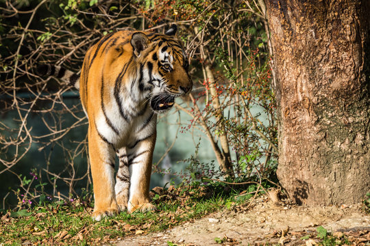 Tiger - Panthera tigris
