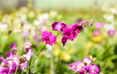 Tropical plant purple orchid flower garden Green house nursery farm orchid white purple flower blooming in the garden