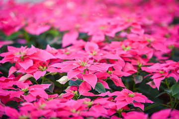 Pink flower garden Poinsettia pink flowers blooming in the red garden Christmas star flowers plant rare