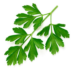 Parsley isolated on white