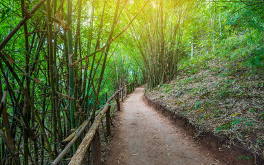 staircase on hill walkway in the forest staircase on ground with pathway in the bamboo forest