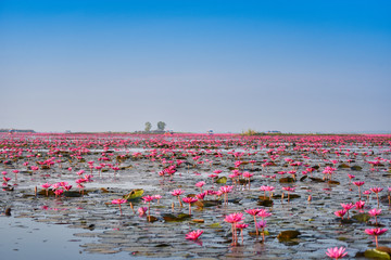 Udon Thani Thailand red or pink field river with pink water lily lotus field on surface water lake