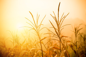 dry corn field mist / ready harvest corn gold wheat field in the fog