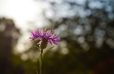 purple flower