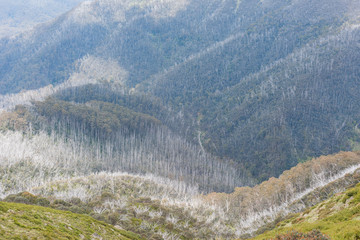 Australia Alpine NP