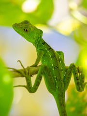 Basilisk im Gandoca-Manzanillo Nationalpark in Costa Rica