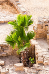 Palms growing through the ancient remains of the stone walls, ruins of Caesarea Park in Israel