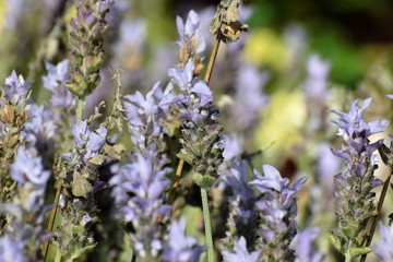 lavender herb plant 