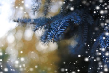 złota bombka i światełka na czarnym tle  © sandrqa