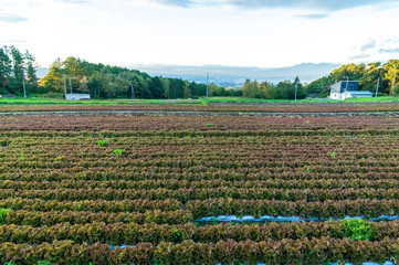 秋の浅間山麓広域農道「浅間サンライン」