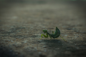 The Praying Mantis