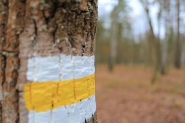 żółty szlak turystyczny  © sandrqa