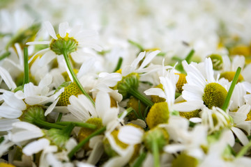 Fresh white chamomile flowers. Flower background. Matricaria chamomilla