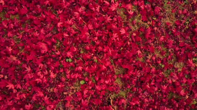 Vibrant Red fall tree leaves are blown around from an overhead / aerial view.