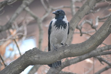 bird on the fence