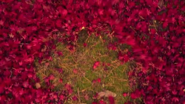 Vibrant Red fall maple tree leaves are blown around from overhead /aerial view