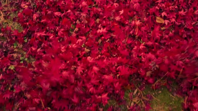 Leaf Blower POV: Vibrant Red fall maple tree leaves are blown into a pile.