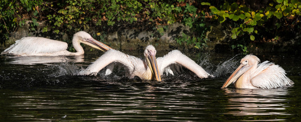 Rosa Pelikan - Pelecanus onocrotalus