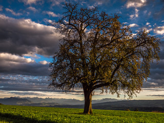 Fototapeta premium Baum