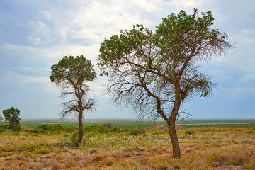 Fototapeta na wymiar Tree turanga (Populus pruinosa) in the desert steppe. Turanga - relic poplar.