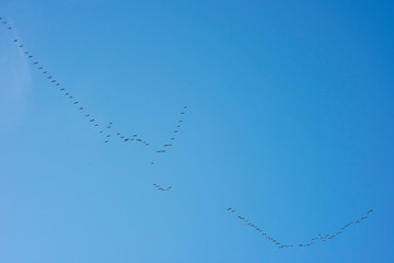 Flying shoal of birds