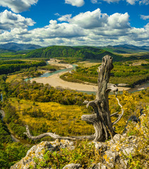 The old tree over the valley