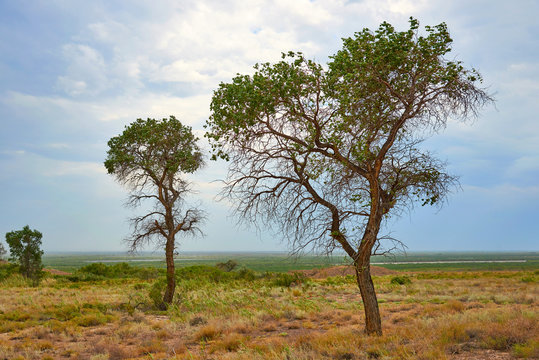 Tree turanga (Populus pruinosa) in the desert steppe. Turanga - relic poplar.