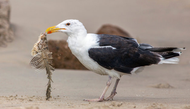 Great Black-backed Gull (Larus Marinus)