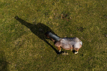 Obraz premium Aerial view of a horse with its shadow reflected on the grass, grazing in a countryside area in Italy.
