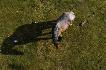 Aerial view of a horse with its shadow reflected on the grass, grazing in a countryside area in Italy.