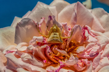 Crab Spider on Rose