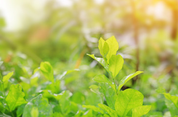 Fresh green tree leaf on blurred background in the summer garden with rays of sunlight.
